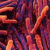 пищевые бактерии