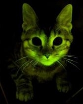 светящаяся кошка