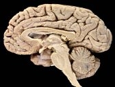 развитие головного мозга